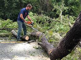 Downs, IL Tree Services Company