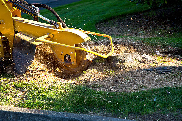 How Our Tree Care Process Works  in  Downs, IL